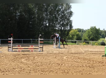 Koń trakeński, Klacz, 5 lat, 165 cm, Gniada