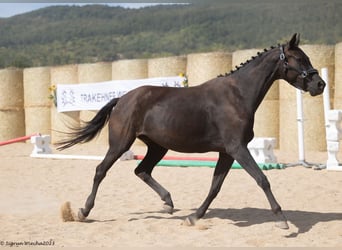 Koń trakeński, Klacz, 5 lat, 165 cm, Kara