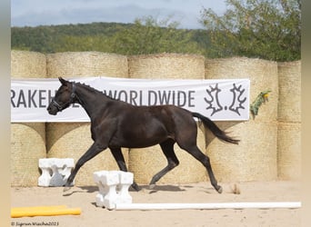 Koń trakeński, Klacz, 5 lat, 165 cm, Kara