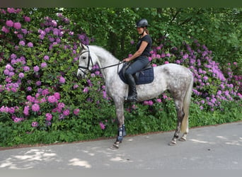 Koń trakeński, Klacz, 5 lat, 165 cm, Siwa