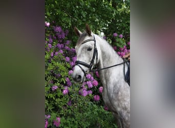 Koń trakeński, Klacz, 5 lat, 165 cm, Siwa