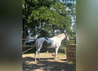 Koń trakeński, Klacz, 5 lat, 165 cm, Srokata