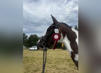 Koń trakeński, Klacz, 5 lat, 165 cm, Srokata