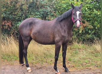 Koń trakeński, Klacz, 5 lat, 166 cm, Ciemnogniada