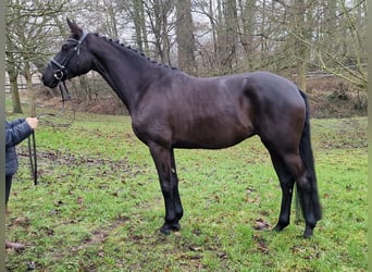 Koń trakeński, Klacz, 5 lat, 166 cm, Kara