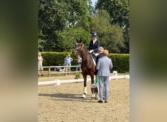 Koń trakeński, Klacz, 5 lat, 166 cm, Skarogniada