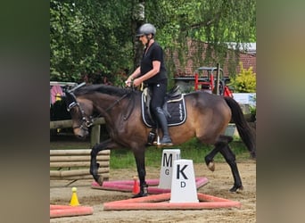 Koń trakeński, Klacz, 5 lat, 167 cm, Ciemnogniada