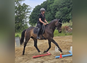 Koń trakeński, Klacz, 5 lat, 167 cm, Ciemnogniada