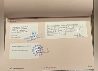 Koń trakeński, Klacz, 5 lat, 167 cm, Ciemnogniada