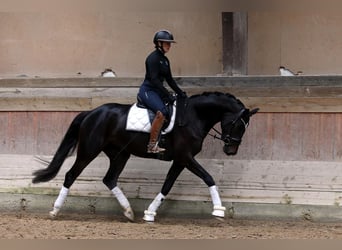 Koń trakeński, Klacz, 5 lat, 167 cm, Kara