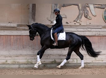 Koń trakeński, Klacz, 5 lat, 167 cm, Kara