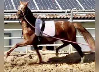 Koń trakeński, Klacz, 5 lat, 167 cm, Kasztanowata