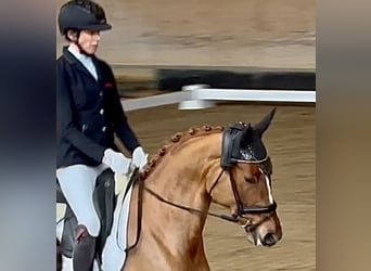 Koń trakeński, Klacz, 5 lat, 167 cm, Kasztanowata