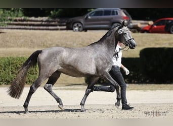 Koń trakeński, Klacz, 5 lat, 167 cm, Siwa