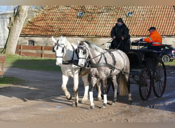 Koń trakeński, Klacz, 5 lat, 167 cm, Siwa