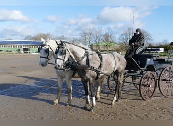 Koń trakeński, Klacz, 5 lat, 167 cm, Siwa