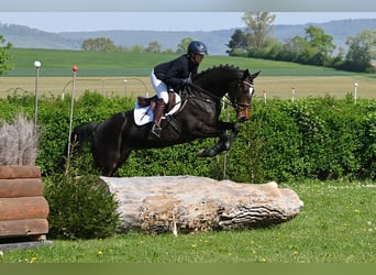 Koń trakeński, Klacz, 5 lat, 168 cm, Ciemnogniada