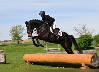 Koń trakeński, Klacz, 5 lat, 168 cm, Ciemnogniada