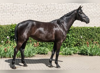 Koń trakeński, Klacz, 5 lat, 168 cm, Kara