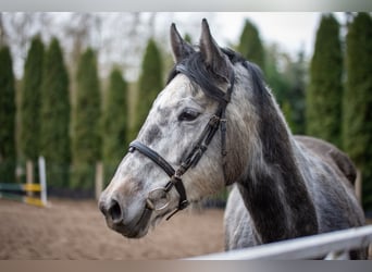 Koń trakeński, Klacz, 5 lat, 168 cm, Siwa