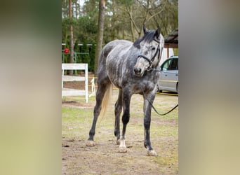 Koń trakeński, Klacz, 5 lat, 168 cm, Siwa