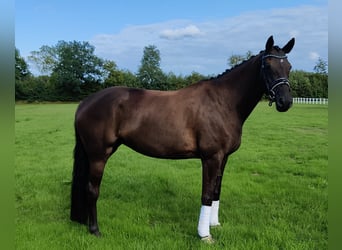 Koń trakeński, Klacz, 5 lat, 170 cm, Kara