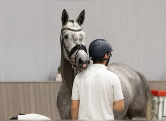 Koń trakeński, Klacz, 5 lat, 171 cm, Siwa