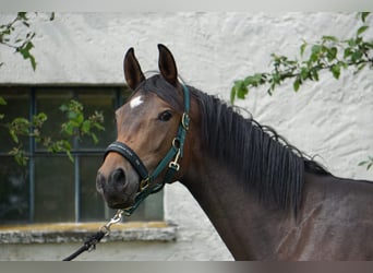 Koń trakeński, Klacz, 5 lat, 172 cm, Gniada