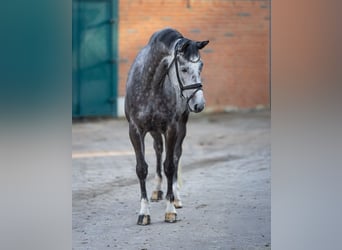 Koń trakeński, Klacz, 5 lat, 174 cm, Siwa