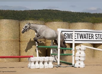 Koń trakeński, Klacz, 6 lat, 160 cm, Siwa