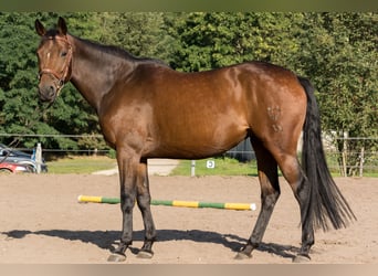Koń trakeński, Klacz, 6 lat, 161 cm, Gniada
