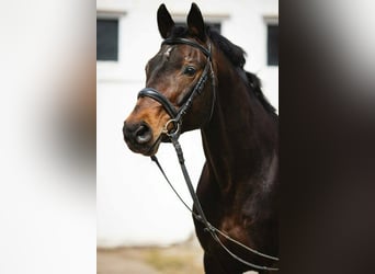 Koń trakeński, Klacz, 6 lat, 161 cm, Gniada