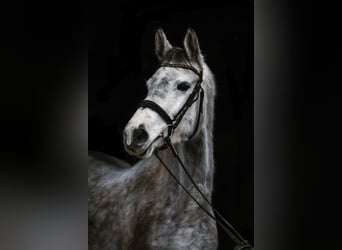 Koń trakeński, Klacz, 6 lat, 161 cm, Siwa jabłkowita