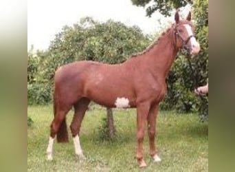 Koń trakeński, Klacz, 6 lat, 162 cm, Kasztanowata