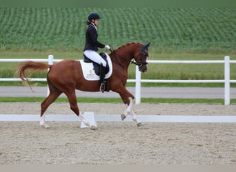 Koń trakeński, Klacz, 6 lat, 163 cm, Kasztanowata