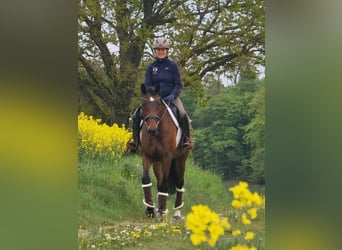Koń trakeński, Klacz, 6 lat, 164 cm, Gniada