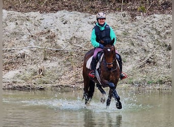 Koń trakeński, Klacz, 6 lat, 164 cm, Gniada