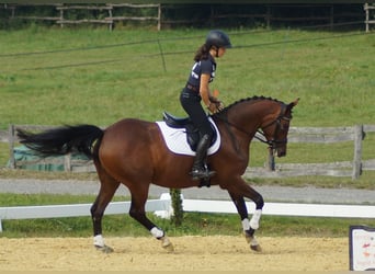Koń trakeński, Klacz, 6 lat, 165 cm, Gniada