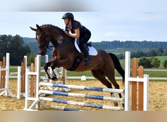 Koń trakeński, Klacz, 6 lat, 165 cm, Gniada