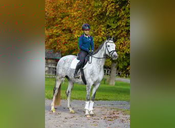 Koń trakeński, Klacz, 6 lat, 165 cm, Siwa jabłkowita