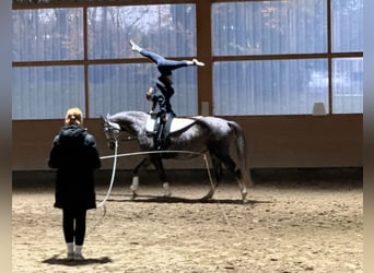 Koń trakeński, Klacz, 6 lat, 166 cm, Siwa