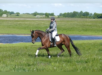 Koń trakeński, Klacz, 6 lat, 167 cm, Gniada