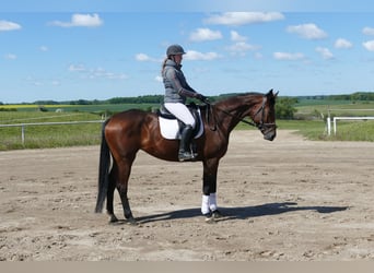 Koń trakeński, Klacz, 6 lat, 167 cm, Gniada
