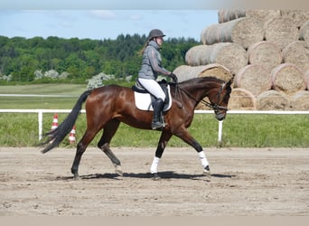 Koń trakeński, Klacz, 6 lat, 167 cm, Gniada
