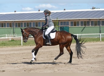 Koń trakeński, Klacz, 6 lat, 167 cm, Gniada
