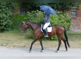 Koń trakeński, Klacz, 6 lat, 167 cm, Gniada