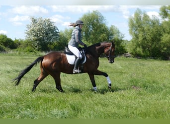 Koń trakeński, Klacz, 6 lat, 167 cm, Gniada