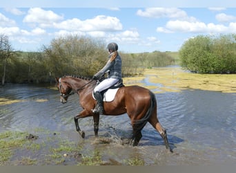 Koń trakeński, Klacz, 6 lat, 167 cm, Gniada