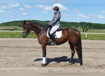 Koń trakeński, Klacz, 6 lat, 167 cm, Gniada