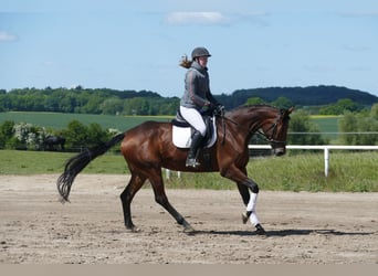 Koń trakeński, Klacz, 6 lat, 167 cm, Gniada